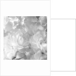 Roses by Assaf Frank